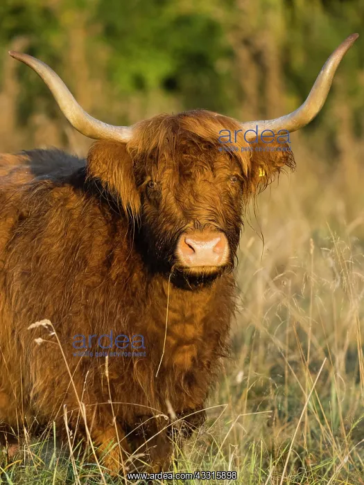 : Highland Cow, portrait of animal showing large horns : Highland Cow, portrait of animal showing large horns
