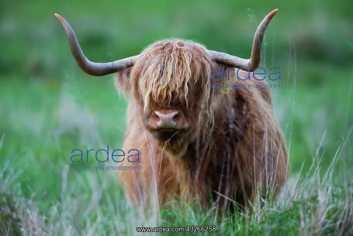 : Highland Cow, portrait of bull showing large horns : Highland Cow, portrait of bull showing large horns