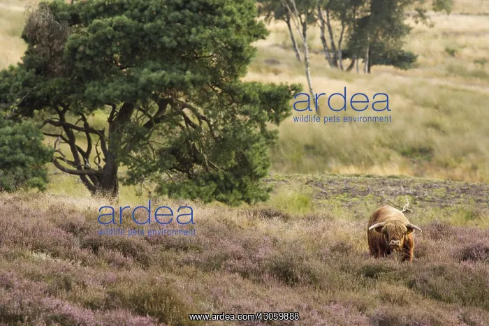 : Highland Cow Reserve Mookerheyde Netherlands : Highland Cow Reserve Mookerheyde Netherlands