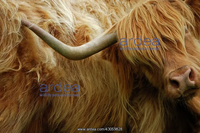 : Highland cow scratching the side with its horn Scotland : Highland cow scratching the side with its horn Scotland