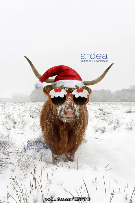 : Highland Cow, standing in snow-covered heathland : Highland Cow, standing in snow-covered heathland