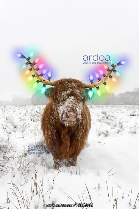 : Highland Cow, standing in snow-covered heathland : Highland Cow, standing in snow-covered heathland