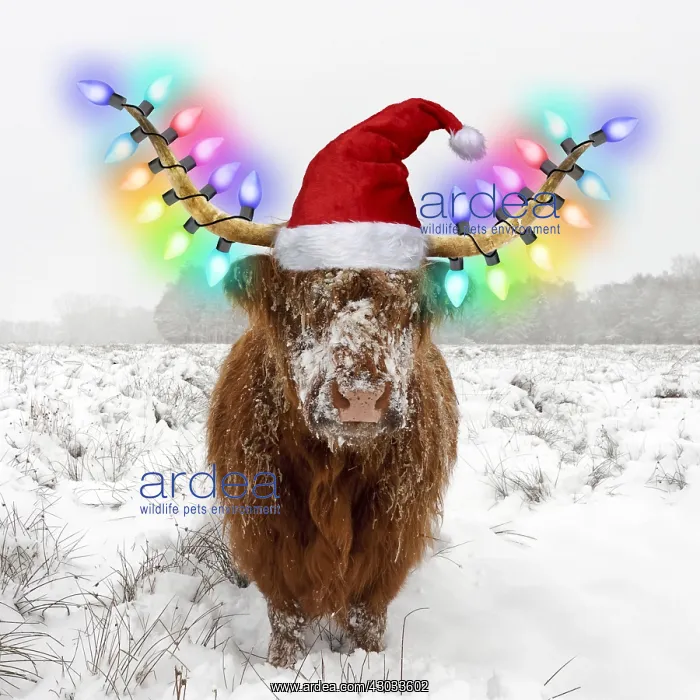 : Highland Cow, standing in snow-covered heathland : Highland Cow, standing in snow-covered heathland