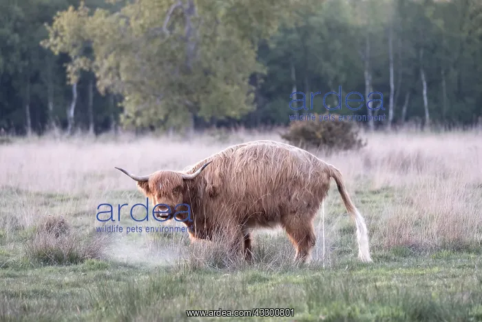 : Highland Cow urinating on Norfolk grazing marsh : Highland Cow urinating on Norfolk grazing marsh