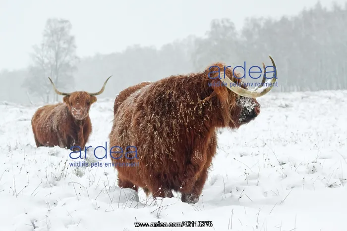  : Zebu. Two Highland Cows (Bos Taurus) standing in snow-covered heathland