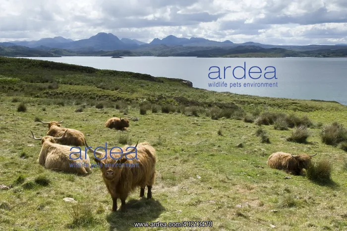  : Highland Cows at Loch Gairloch Highland Scotland