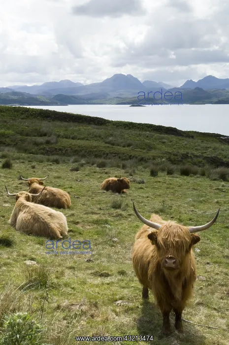  : Highland Cows at Loch Gairloch Highland Scotland