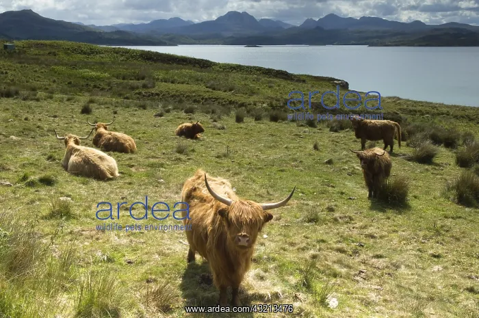 : Highland Cows at Loch Gairloch Highland Scotland : Highland Cows at Loch Gairloch Highland Scotland