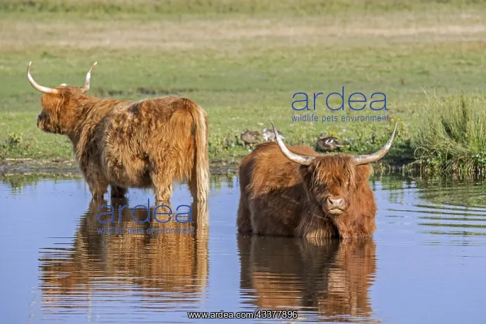 : Two Highland cows, Scottish breed of rustic cattle : Two Highland cows, Scottish breed of rustic cattle
