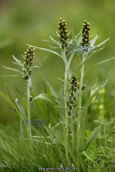 : Highland cudweed : Highland cudweed