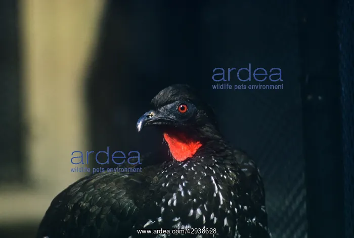  : HIGHLAND GUAN