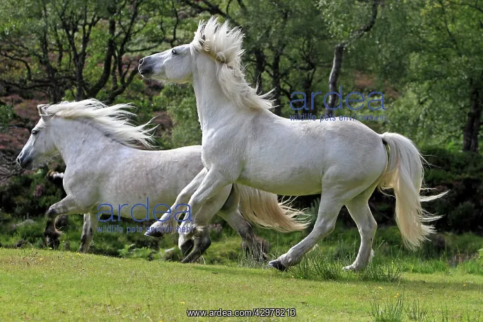 : Highland Ponies - trotting : Highland Ponies - trotting