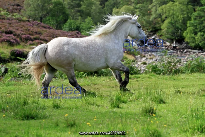 : Highland Pony - trotting : Highland Pony - trotting