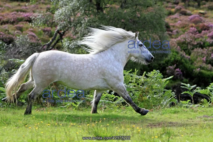 : Highland Pony - trotting : Highland Pony - trotting