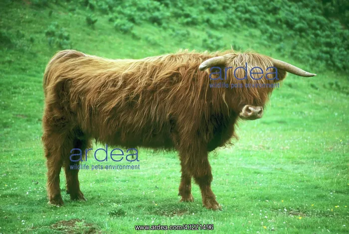 : Highland Steer, Island of Mull, Inner Hebrides : Highland Steer, Island of Mull, Inner Hebrides