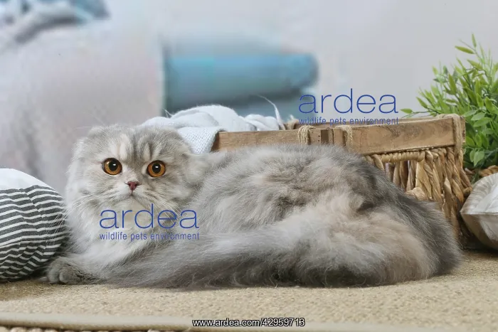 : Highlander cat indoors : Highlander cat indoors