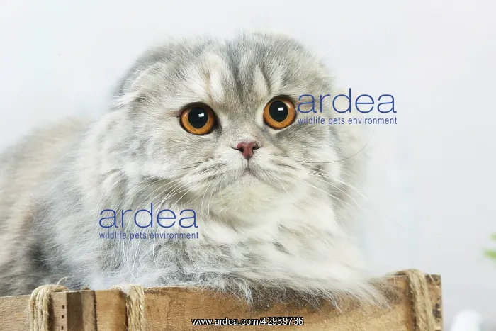 : Highlander cat indoors : Highlander cat indoors