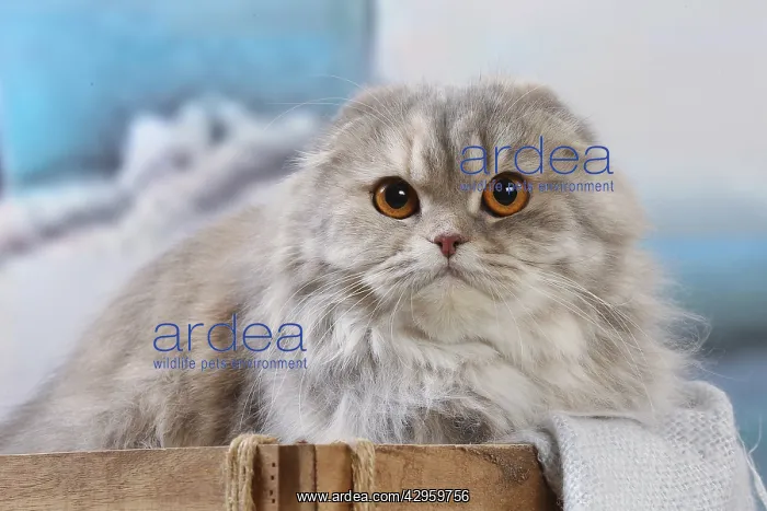 : Highlander cat indoors : Highlander cat indoors