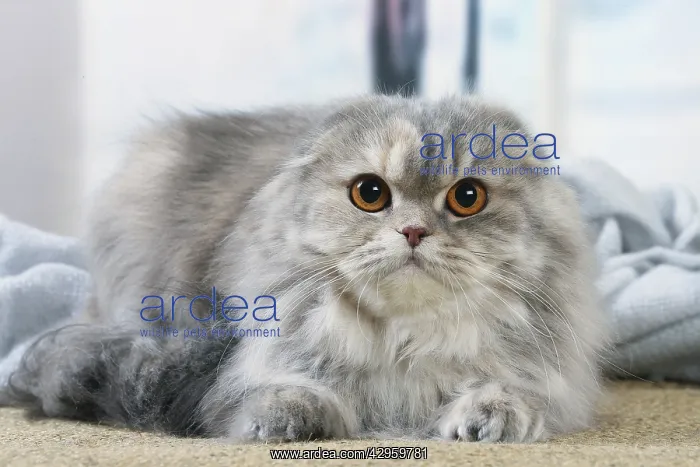 : Highlander cat indoors : Highlander cat indoors