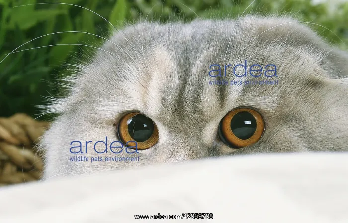 : Highlander cat indoors : Highlander cat indoors