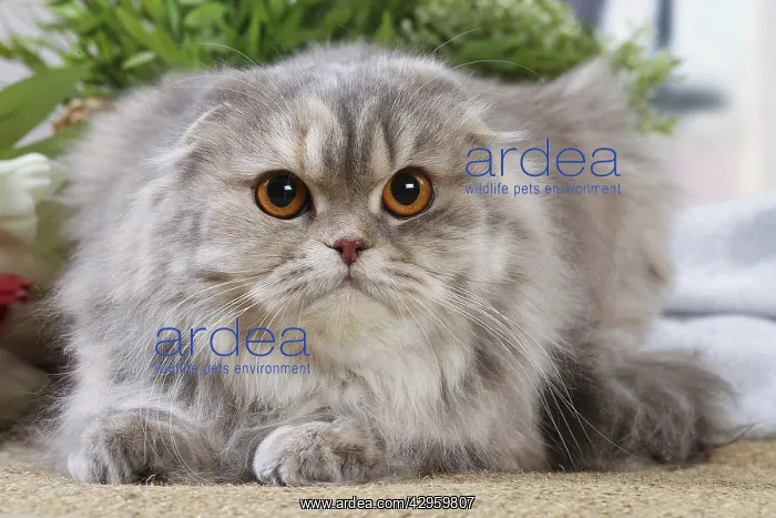 : Highlander cat indoors : Highlander cat indoors
