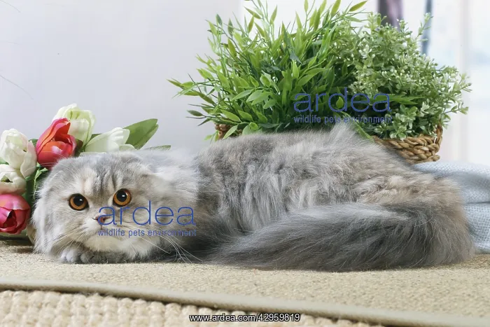 : Highlander cat indoors : Highlander cat indoors