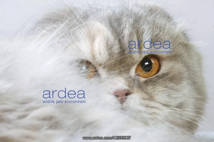 : Highlander cat indoors : Highlander cat indoors