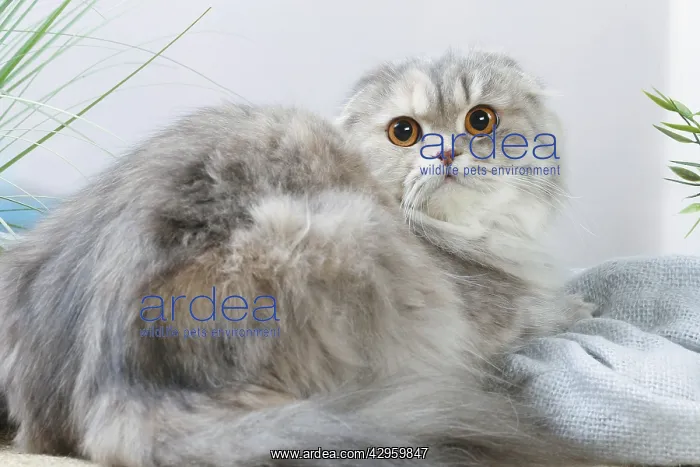 : Highlander cat indoors : Highlander cat indoors