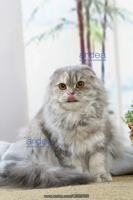 : Highlander cat indoors : Highlander cat indoors