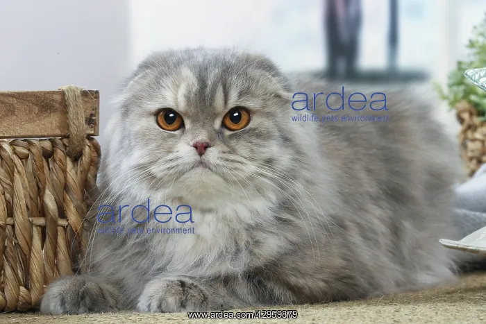 : Highlander cat indoors : Highlander cat indoors