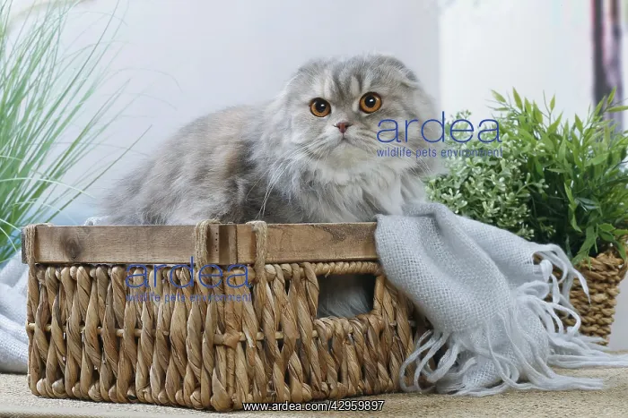 : Highlander cat indoors : Highlander cat indoors