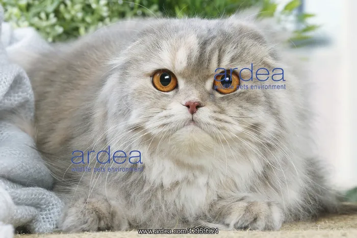 : Highlander cat indoors : Highlander cat indoors