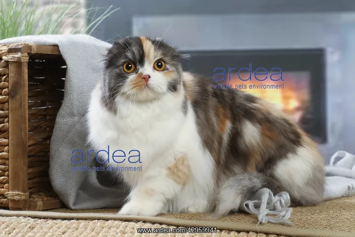 : Highlander cat indoors : Highlander cat indoors