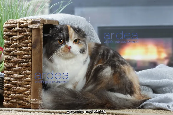 : Highlander cat indoors : Highlander cat indoors