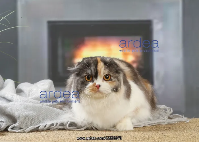 : Highlander cat indoors : Highlander cat indoors