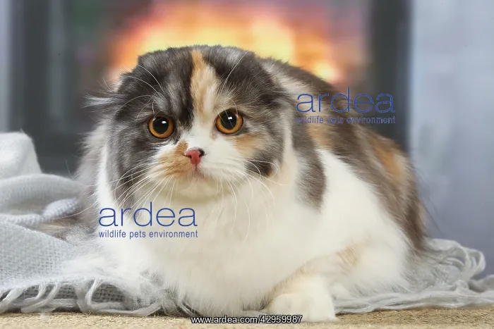 : Highlander cat indoors : Highlander cat indoors
