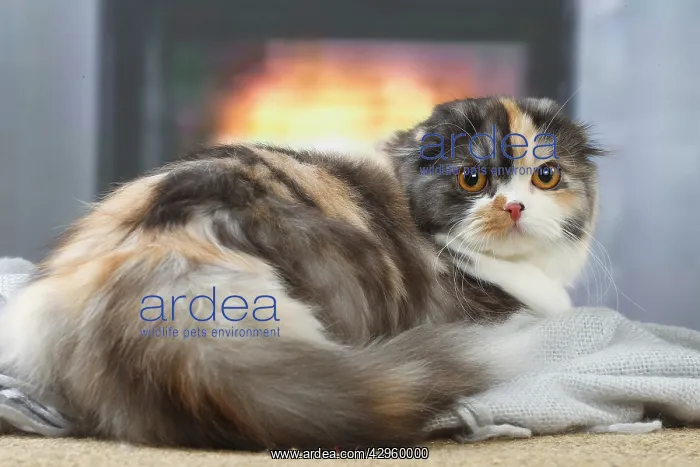 : Highlander cat indoors : Highlander cat indoors