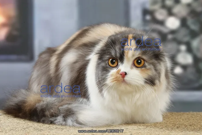 : Highlander cat indoors : Highlander cat indoors