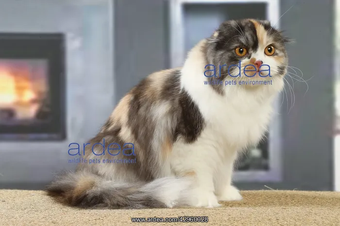 : Highlander cat indoors : Highlander cat indoors