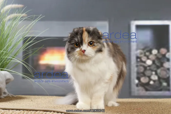 : Highlander cat indoors : Highlander cat indoors