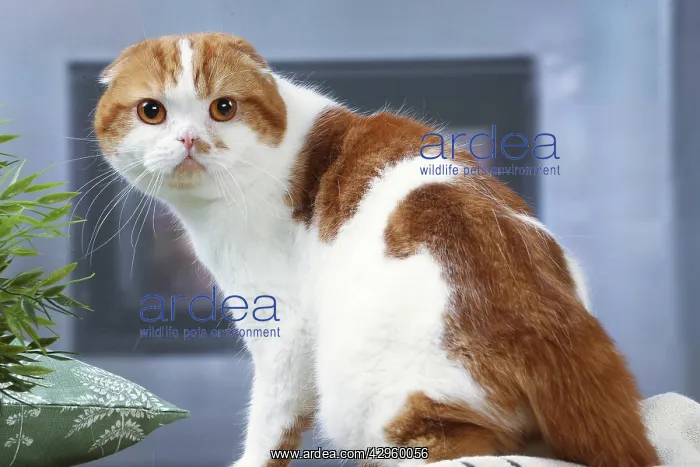 : Highlander cat indoors : Highlander cat indoors