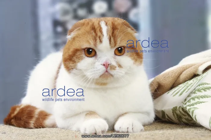 : Highlander cat indoors : Highlander cat indoors