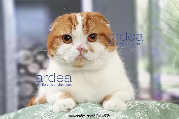 : Highlander cat indoors : Highlander cat indoors