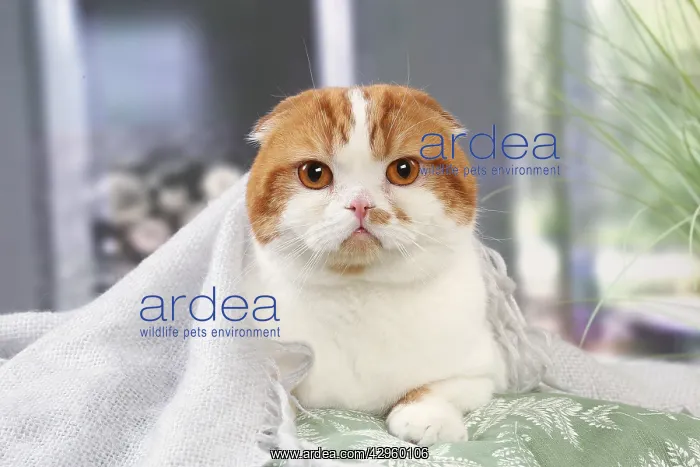 : Highlander cat indoors : Highlander cat indoors
