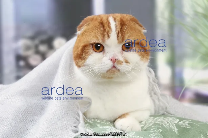 : Highlander cat indoors : Highlander cat indoors