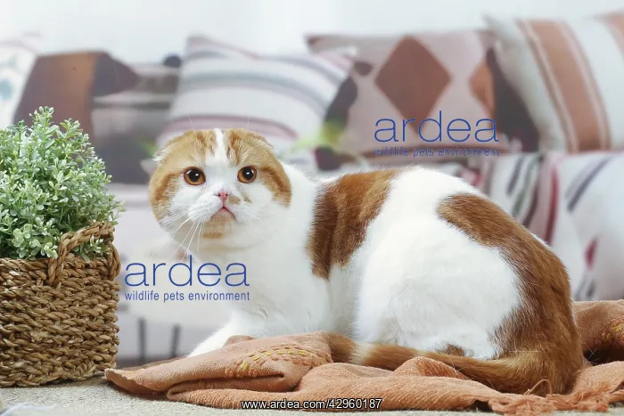 : Highlander cat indoors : Highlander cat indoors