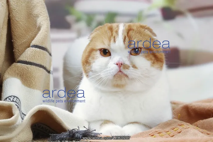 : Highlander cat indoors : Highlander cat indoors