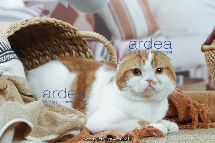: Highlander cat indoors : Highlander cat indoors