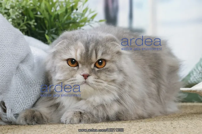 : Highlander cat indoors : Highlander cat indoors