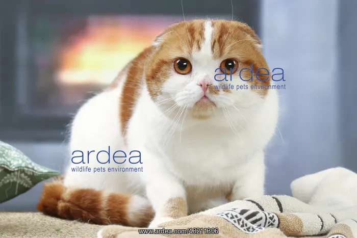 : Highlander cat indoors : Highlander cat indoors